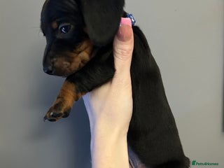 Miniature Dachshund dogs Miniature dachshund - Advert 17