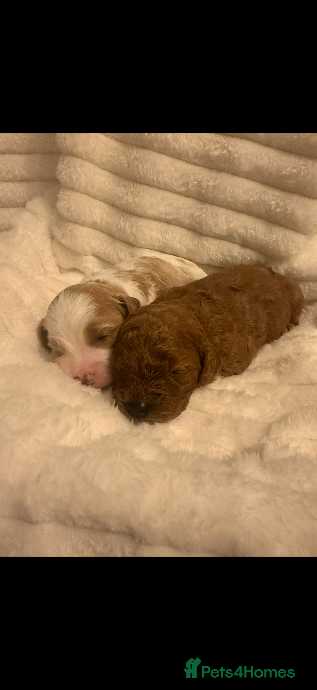 Cavapoo dogs for sale: Beautiful cavapoo puppies  - Advert 5