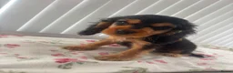 Cocker Spaniel dogs for sale: Cocker spaniel puppy  in Glasgow - Advert 9