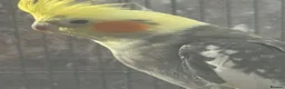 Cockatiels birds for sale: Bonded Pair of Cockatiels (Male & Female) - Advert 5