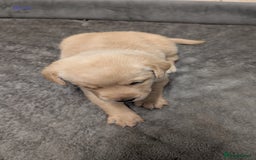 Labrador Retriever dogs for sale: Gorgeous Yellow Labrador Puppies - Image 15