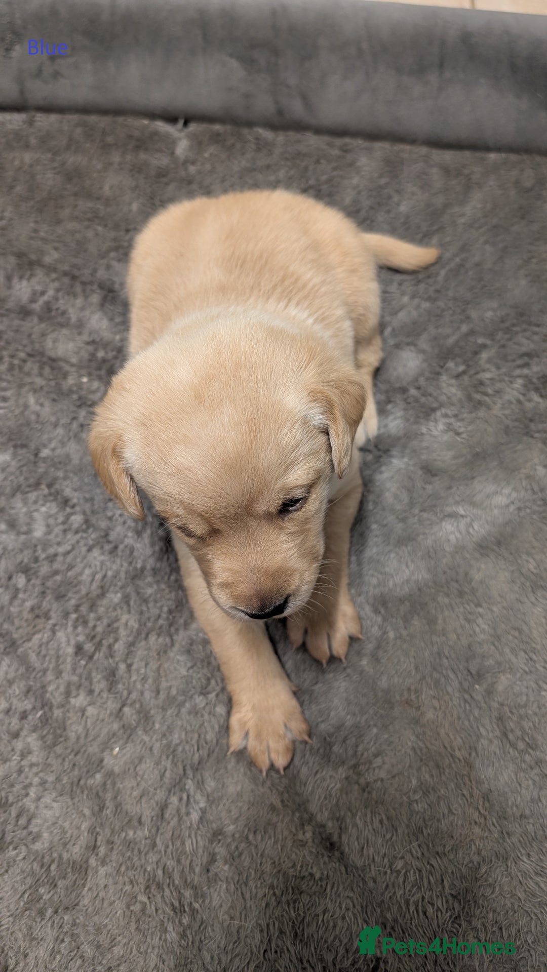 Labrador Retriever dogs for sale: Gorgeous Yellow Labrador Puppies - Image 15