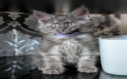 Maine Coon cats for sale: GCCF registered 5 Maine Coon kittens s 😻 - Image 3