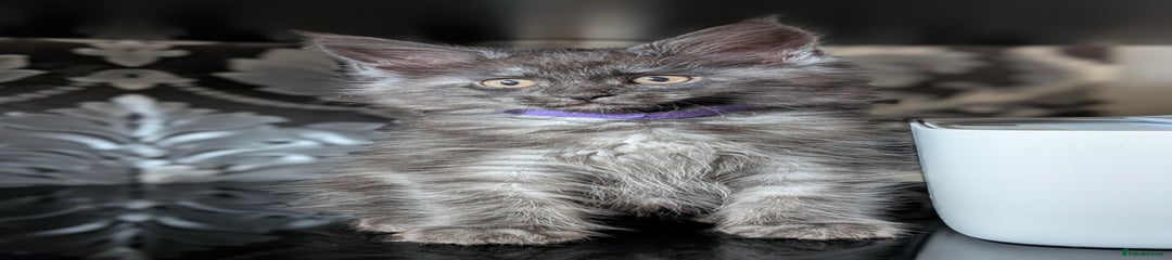 Maine Coon Kitten 3