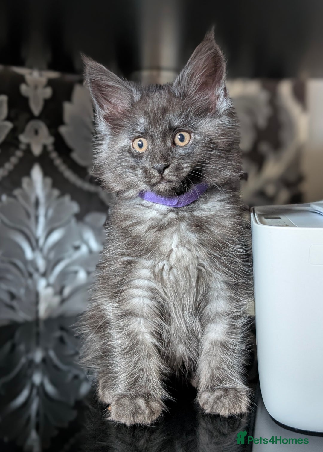 Maine Coon cats for sale: GCCF registered 5 Maine Coon kittens s 😻 - Image 3