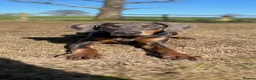 Dobermann dogs for sale: 9 month old female blue Doberman  - Advert 5