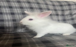 Mini Lion Lop rabbits for sale: Baby bunnies mini lion lops ready now  - Image 1