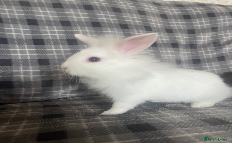Mini Lion Lop rabbits - Advert 1