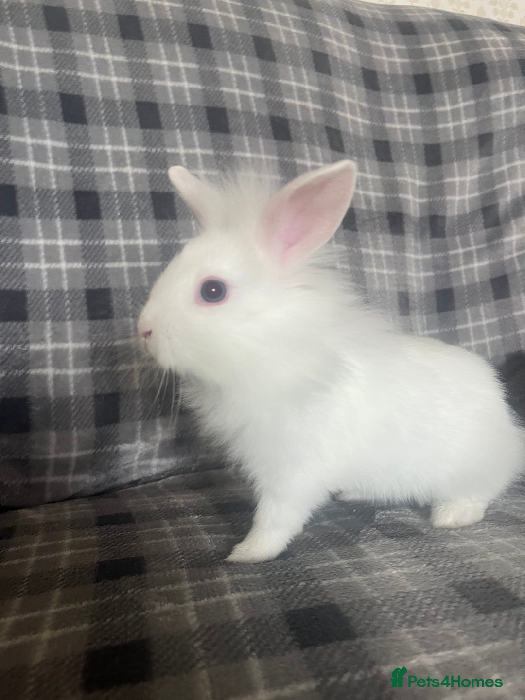 Mini Lion Lop rabbits for sale: Baby bunnies mini lion lops ready now  - Image 1