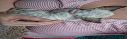 Devon Rex cats for sale: Devon rex kittens neutered  included in the price - Advert 24