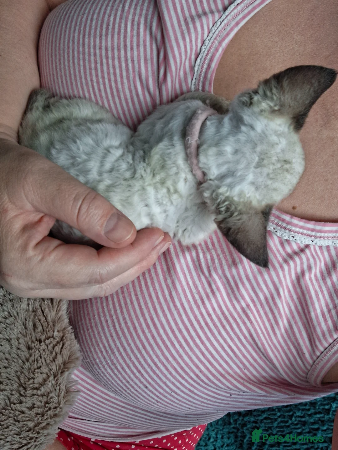Devon Rex cats for sale: Devon rex kittens neutered  included in the price - Advert 24