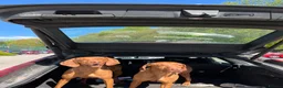 Hungarian Vizsla dogs for sale: Beautiful KC Registered Hungarian Vizsla puppies  in Blackburn - Advert 25