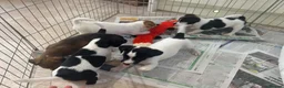 Jack Russell dogs for sale: Jack Russell  - Advert 4