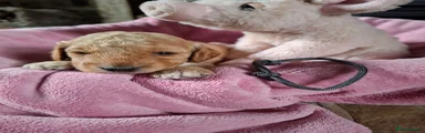 Cockapoo 8