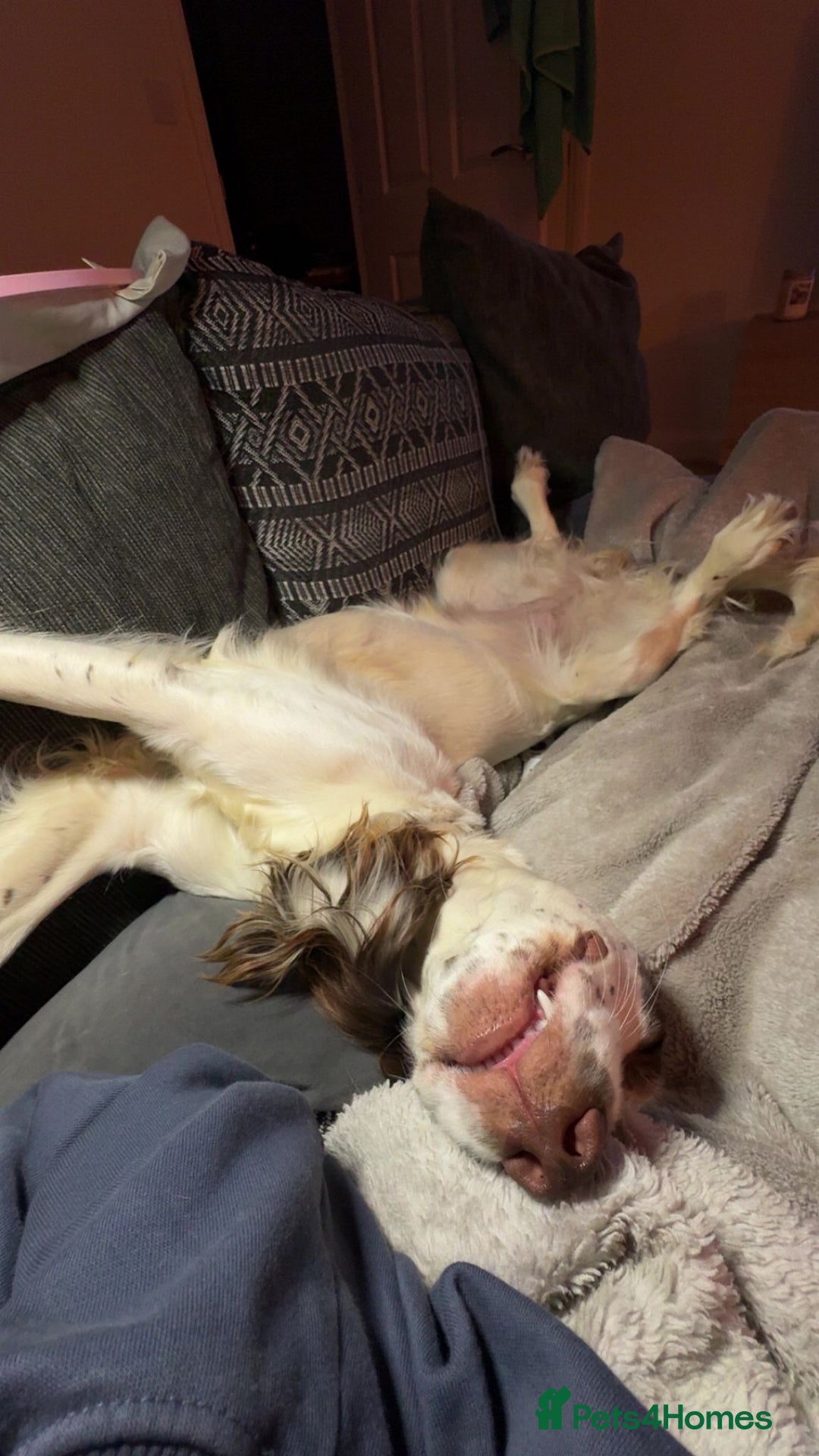 Sprocker dogs for adoption: 💖🐶 NOVA 🐶💖 - Advert 11