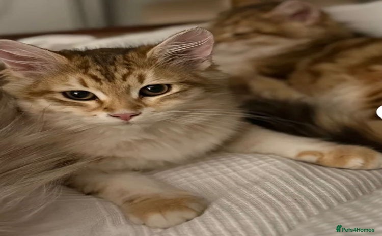 Siberian cats - Advert 1