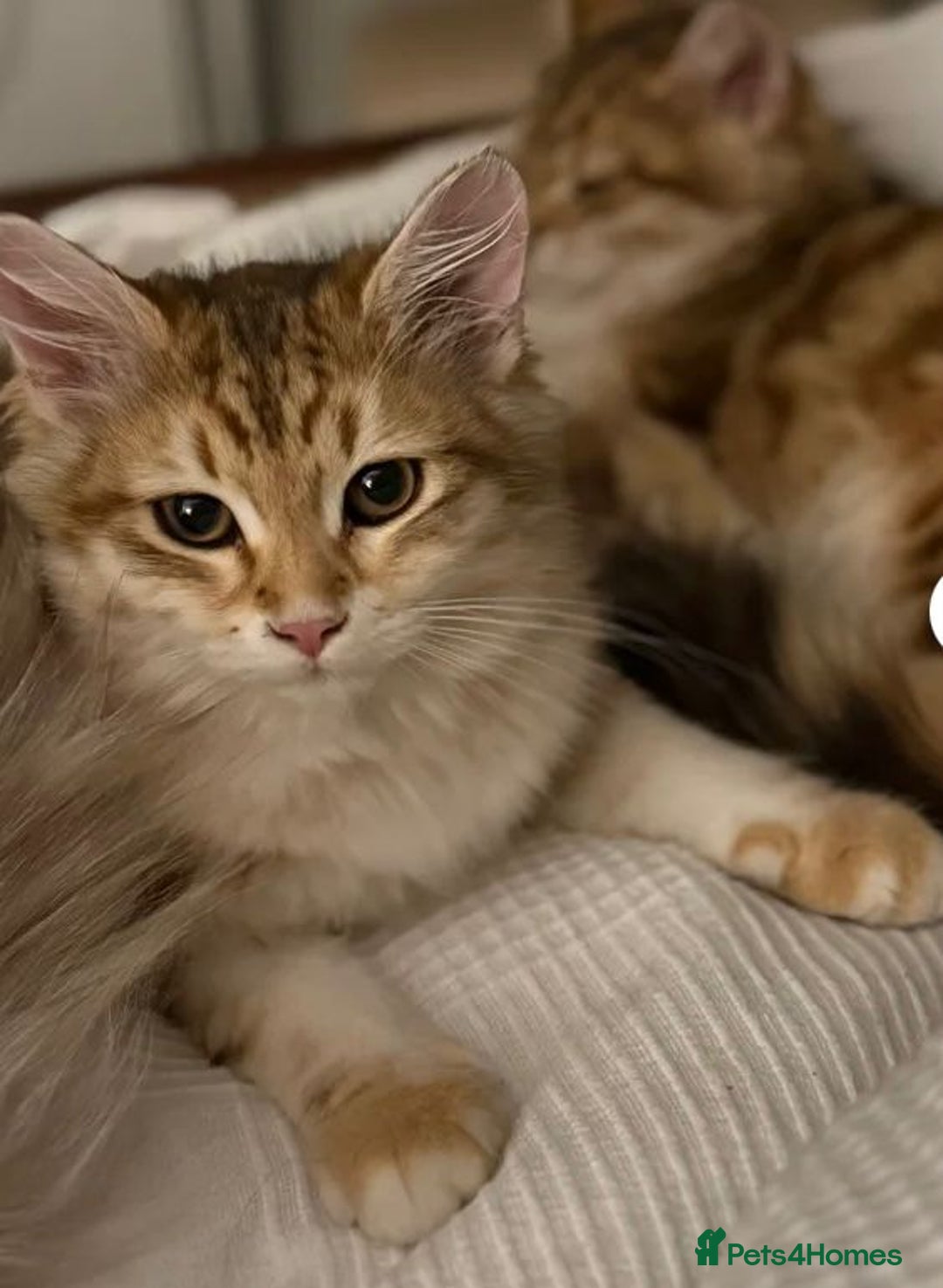 Siberian cats for sale: 2 Siberian kittens ready for collection - Image 1