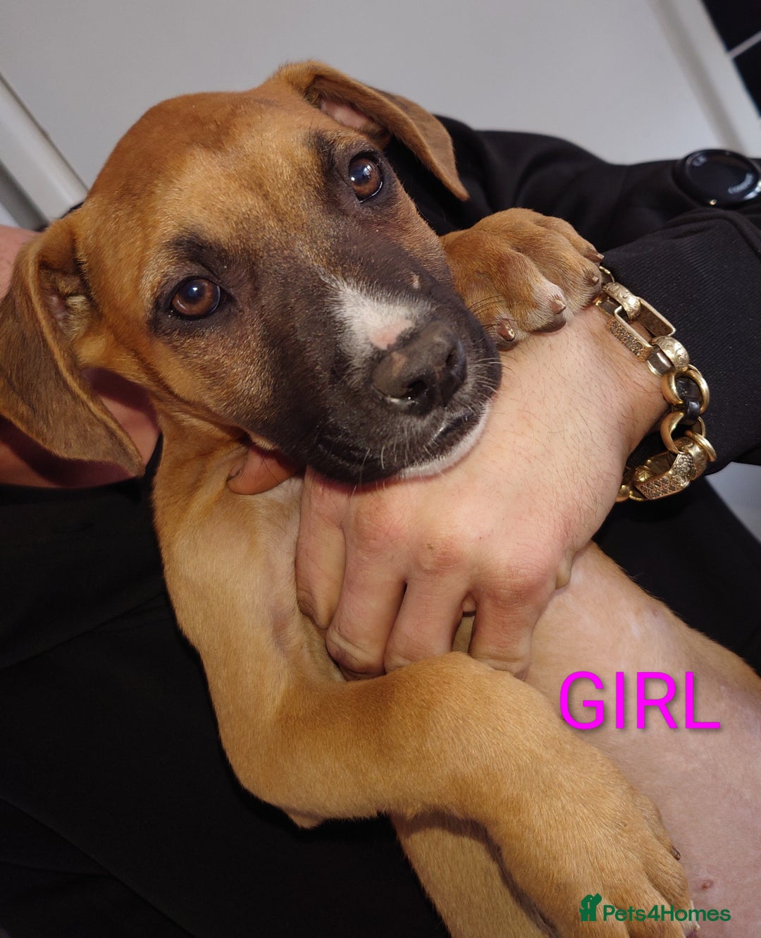 Mixed Breed dogs for sale: Mix breed  - Image 7