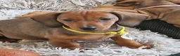 Miniature Dachshund dogs for sale: Stunning litter of Red miniature dachshunds - Advert 14