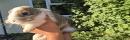 Mixed Breed rabbits for sale: 3 lionhead x lops baby bunnies  in Shrewsbury - Advert 4