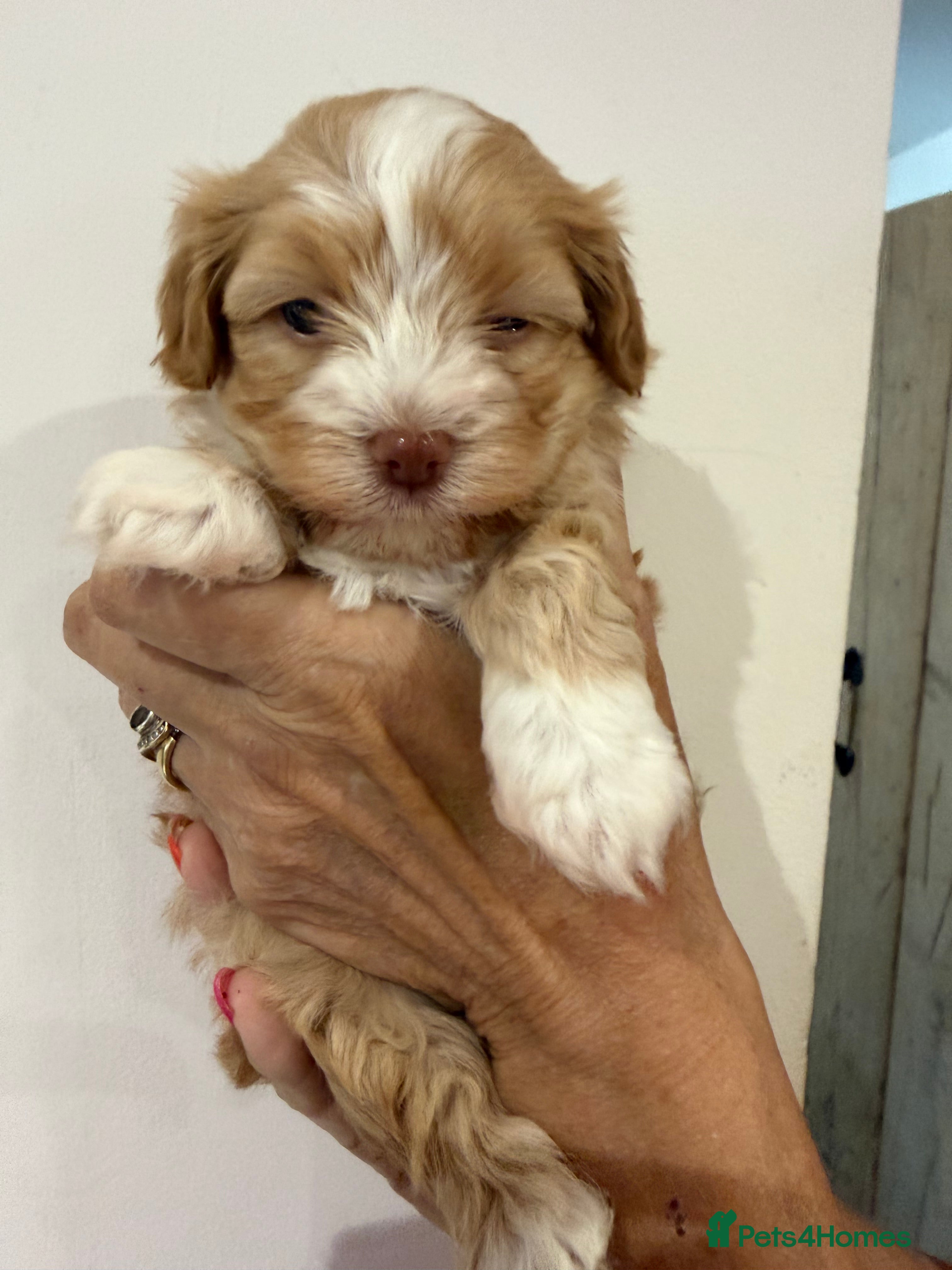 Havanese dogs Stunning KC Registered Havanese Puppies - Advert 2