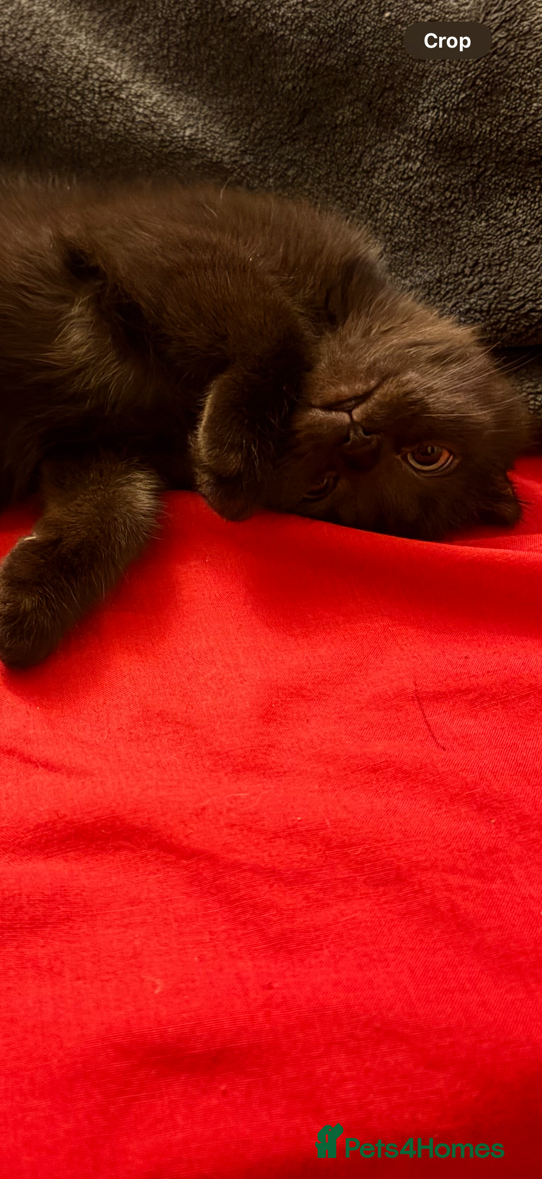 Scottish Fold cats for sale: 5 fluffy Scottish fold kittens  - Image 27