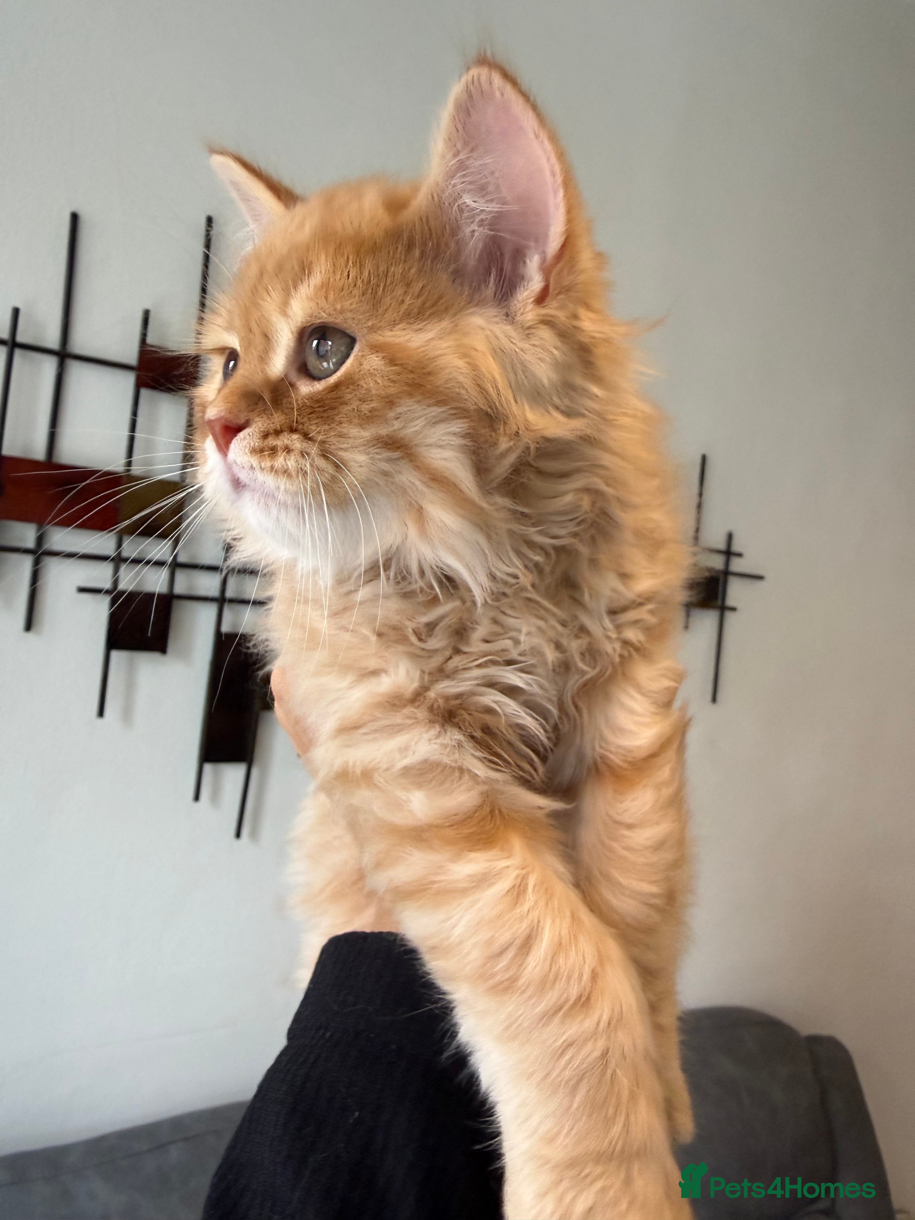 Mixed Breed cats Ragdoll x Persian Kittens (ONLY 4 left) - Advert 2