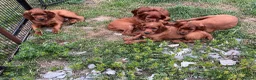 Irish Setter dogs for sale: Quality IRISH SETTER Puppies - Advert 35