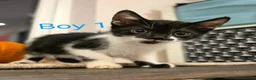 Mixed Breed cats for sale: ​🐾 6 Beautiful Kittens ready to go 💙🩷 - Advert 14