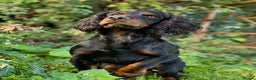 Cocker Spaniel dogs for stud: FTAW Black and Tan stud  in Crediton - Advert 6