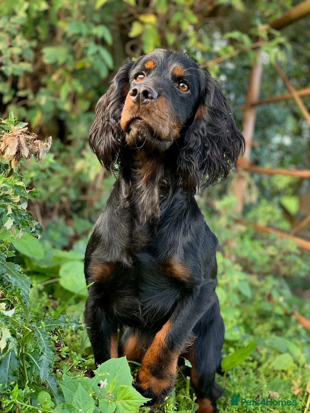 Cocker Spaniel dogs for stud: FTAW Black and Tan stud  in Crediton - Advert 6
