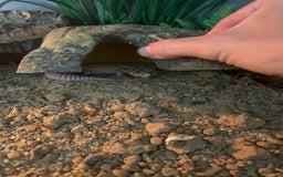 Gecko reptiles for sale: Leopard gecko  - Image 1