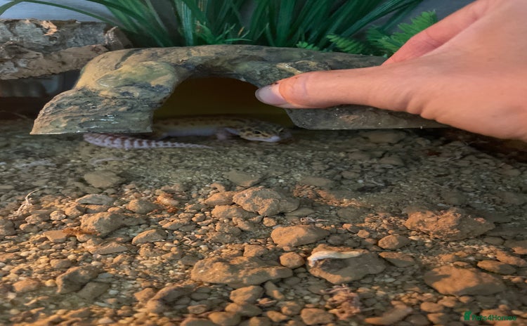 Gecko reptiles - Advert 1