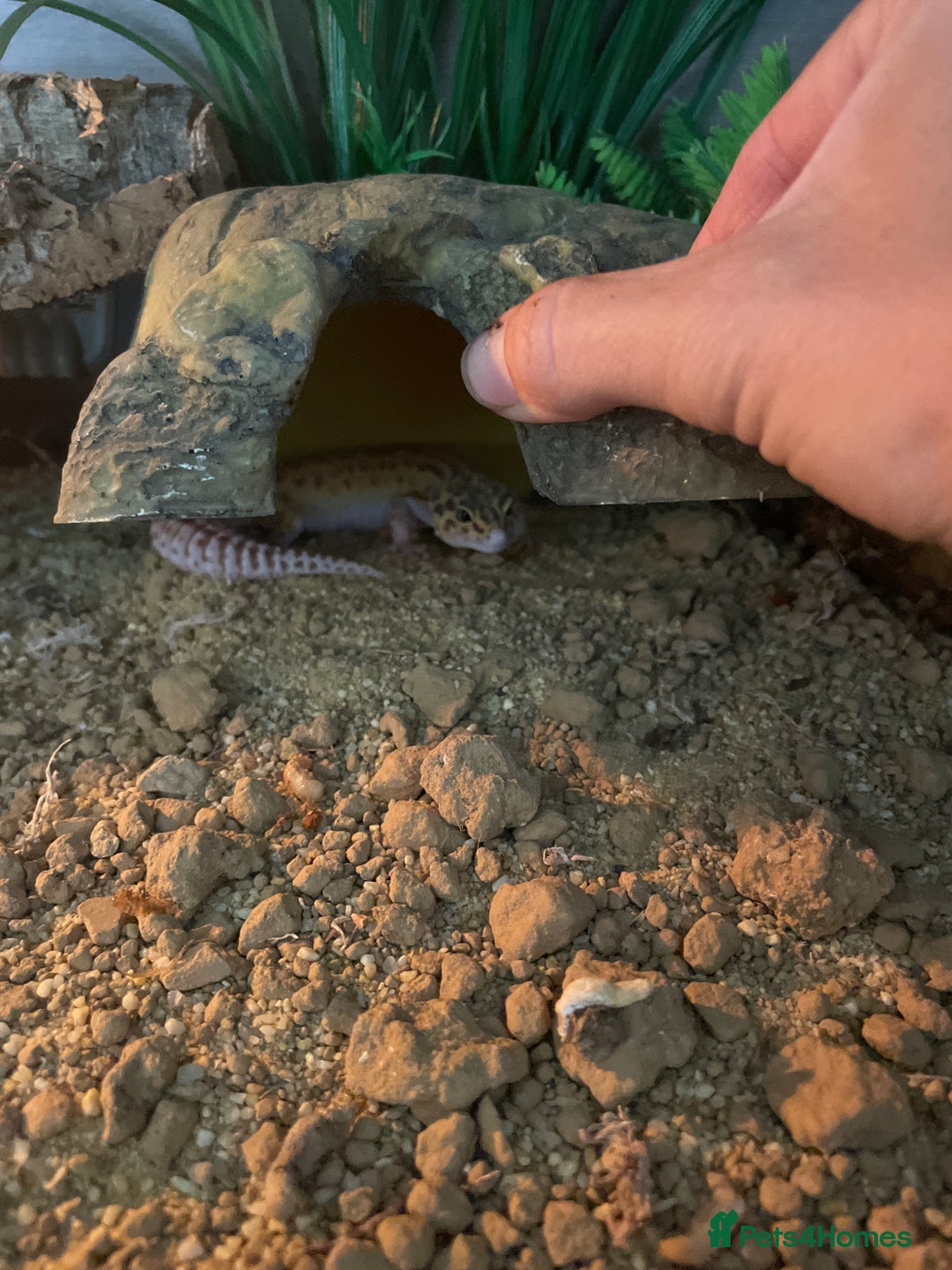 Gecko reptiles for sale: Leopard gecko  - Image 1