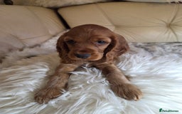 Cocker Spaniel dogs for sale: Beautiful and sweet puppy😊 - Image 34