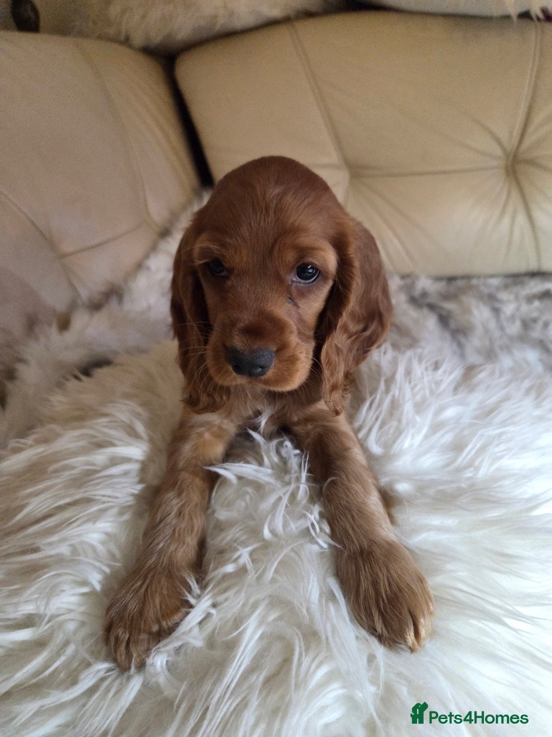 Cocker Spaniel dogs for sale: Beautiful and sweet puppy😊 - Image 34