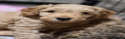 Cockapoo dogs for sale: Cockapoo puppies looking for their Forever homes! - Advert 11