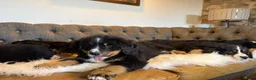 Bernese Mountain Dog dogs for sale: 🐾 Beautiful KC Bernese Mountain Dog Puppies 🐾  - Advert 15