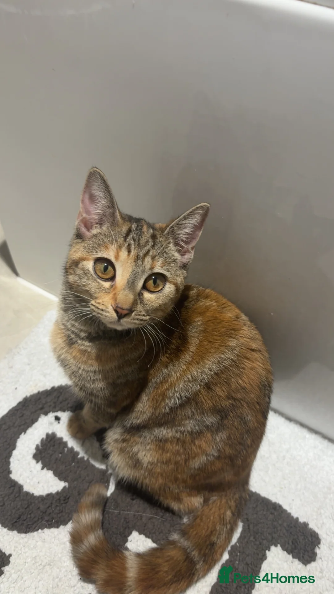 British Shorthair cats for sale: Nala 🎀 - Advert 1