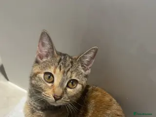 British Shorthair cats Nala 🎀 - Advert 1