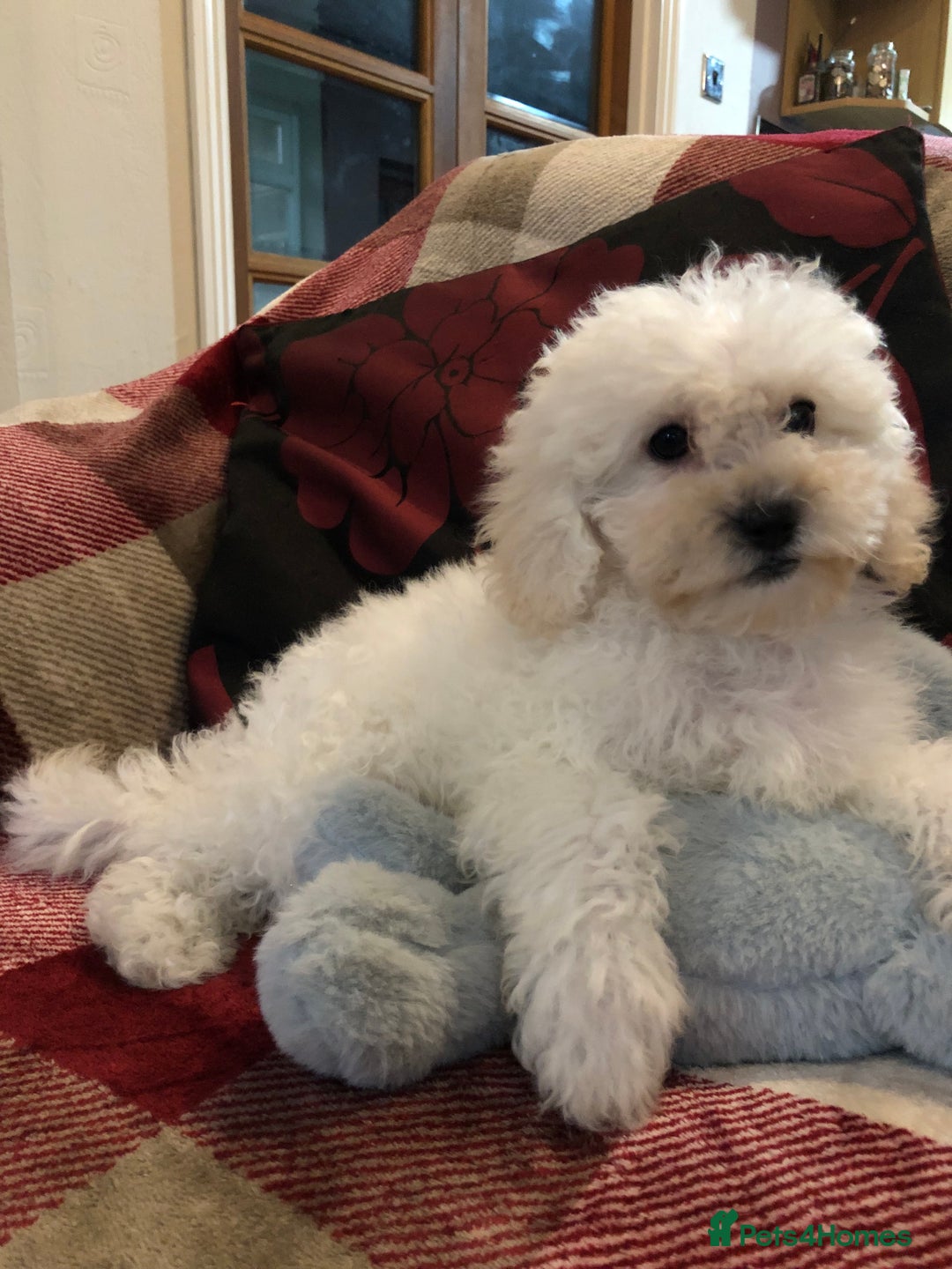 Shihpoo dogs for sale: shihpoo puppies for sale  - Image 6