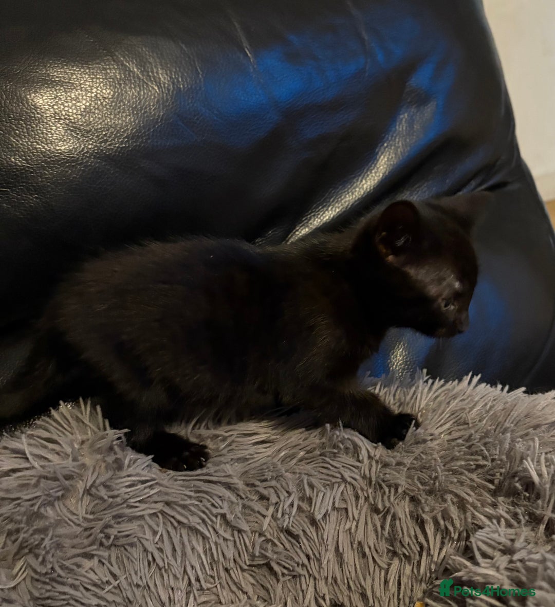 Bengal cats for sale: 3 female Bengal cross kittens  - Image 14