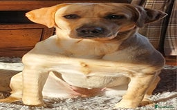 Labrador Retriever dogs for sale: Labrador retriever  - Image 3