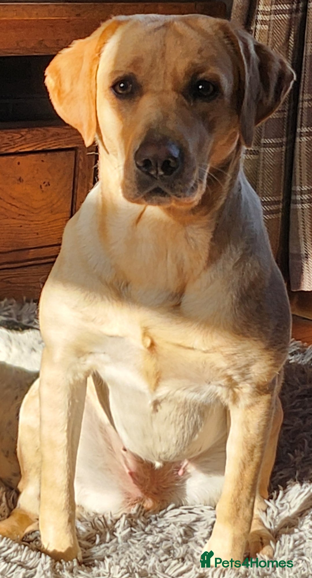 Labrador Retriever dogs for sale: Labrador retriever  - Image 3