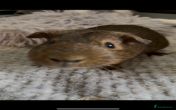 Guinea Pig rodents for sale: Two Adorable Guinea Pigs Looking for a Loving Home - Image 6