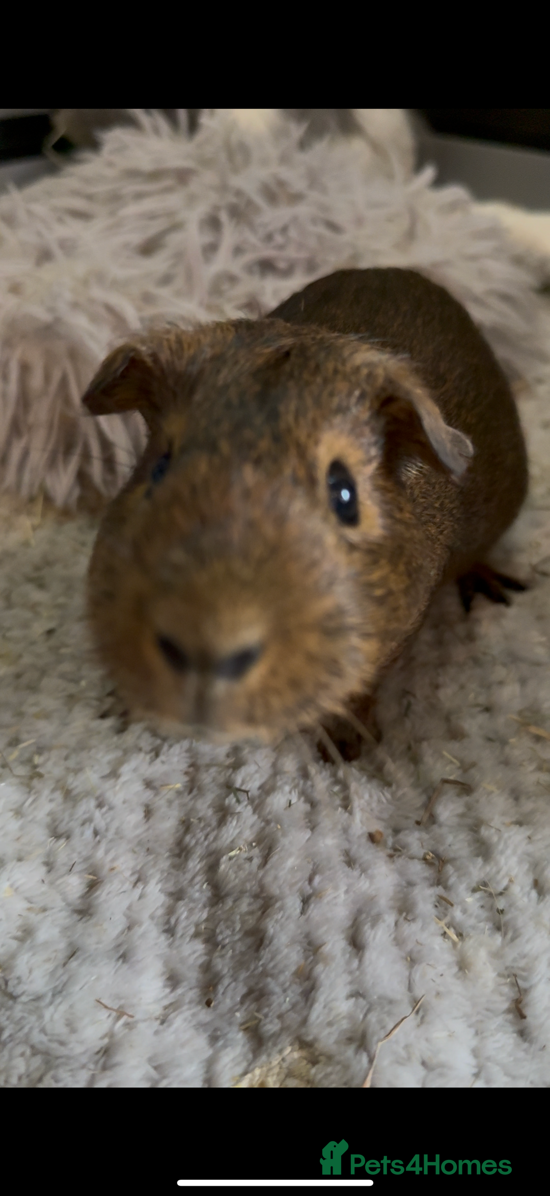 Guinea Pig rodents for sale: Two Adorable Guinea Pigs Looking for a Loving Home - Image 6