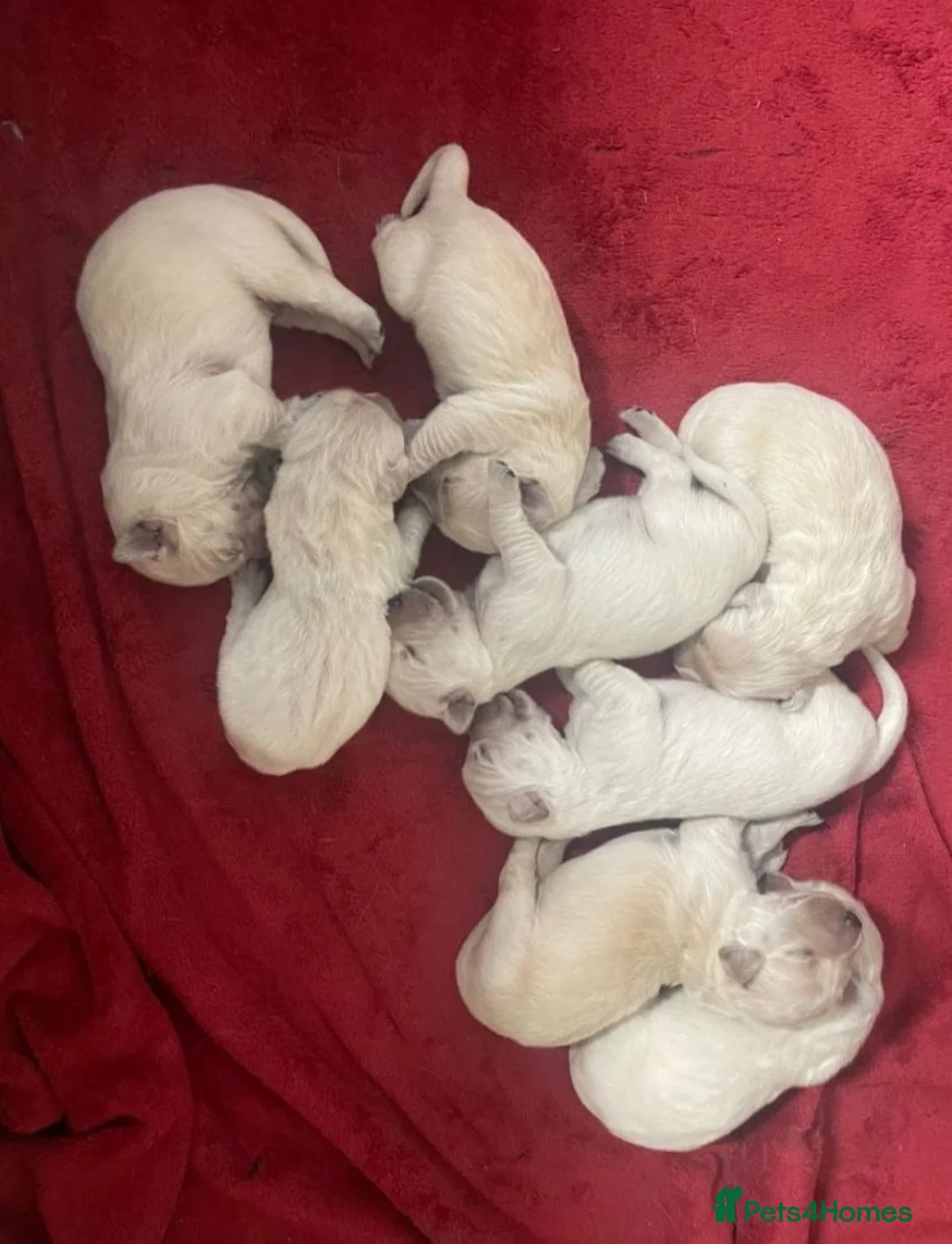 Golden Retriever dogs for sale: ✨Gorgeous Golden Retriever pups 🐶 ✨ in London - Advert 6