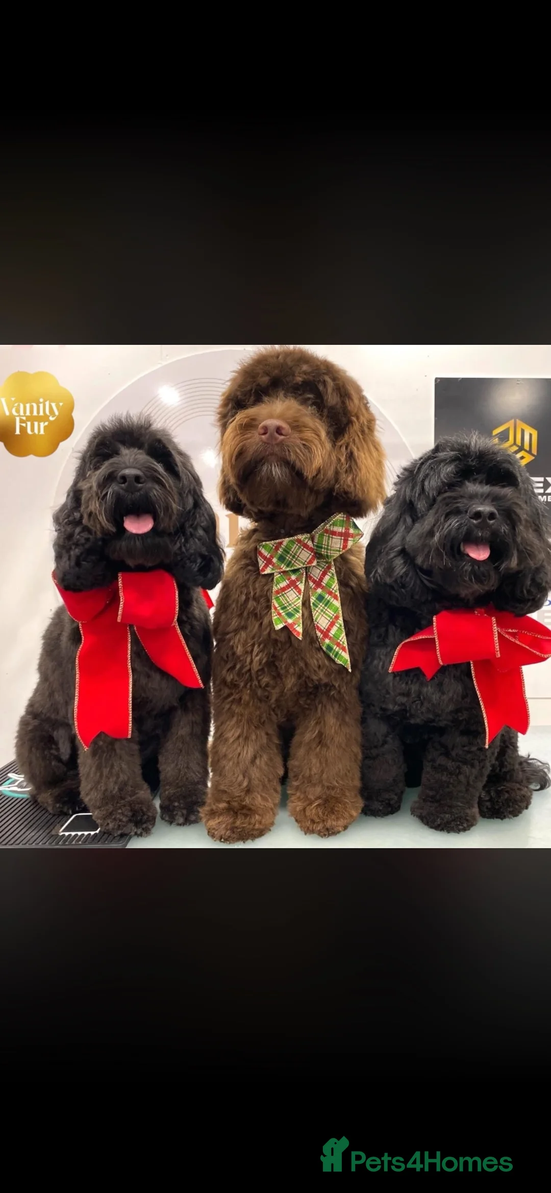 Cockapoo dogs for stud: Stud available for right dogs only  - Advert 5