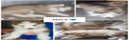 Utonagan dogs for sale: Maliky/ huskymute puppies  - Advert 3
