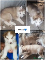 Utonagan dogs Maliky/ huskymute puppies - Advert 4